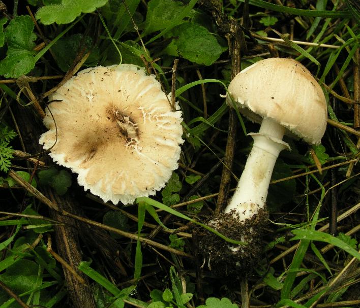 Macrolepiota...